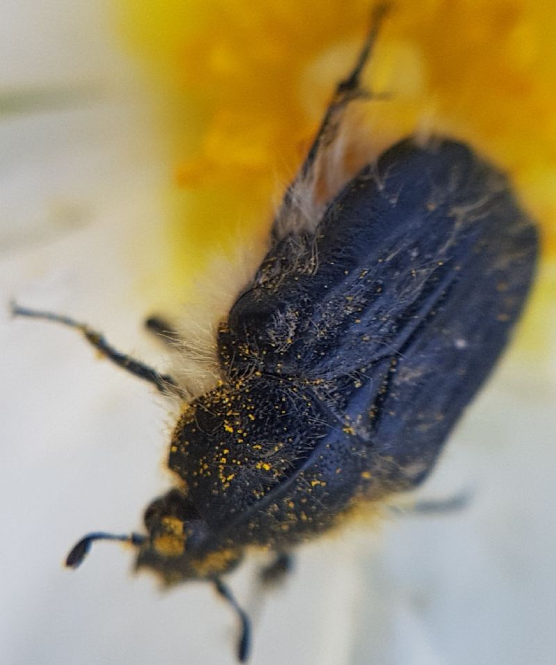 coleottero da identificare: Tropinota squalida (Cetoniidae)